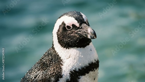 Tablou pe pânză A detailed close-up of a penguin standing near the water, showcasing its distinct black and white feathers