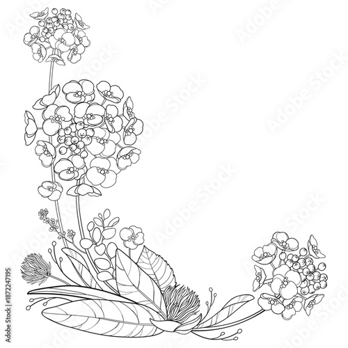 Corner bouquet with outline Alyssum flower bunch with leaf in black isolated on white background.