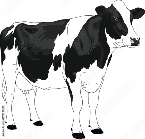 Realistic Black and White Holstein Dairy Cow Illustration of a Standing Female Cattle with Full Udder for Agricultural Education Farm Branding and Livestock Graphics