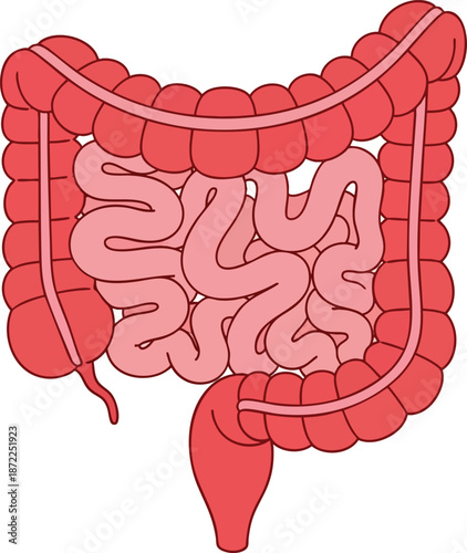 Medical Illustration of the Human Digestive System Organs