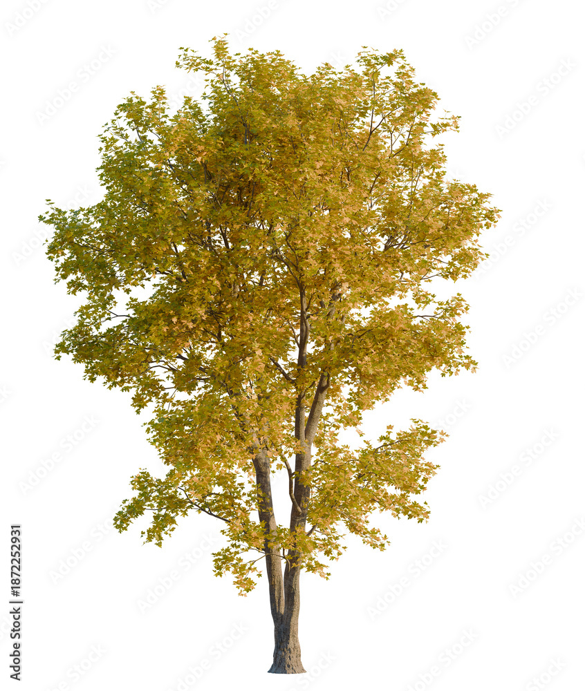 Φωτογραφία Acer campestre tree front view, transparent background, 4k cutout, isolate, Autu
