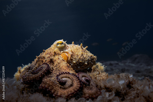 Octopus (Octopus vulgaris Cuvier, 1797) or octopus is a cephalopod of the Octopodidae family at sea.