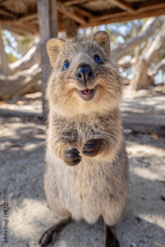 Cute, happy quokka looking directly at camera
