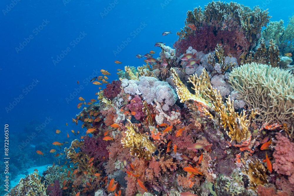 Fototapeta premium coral reef in the red sea