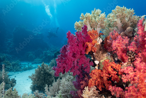 Slika na platnu bright coral reef in the red sea