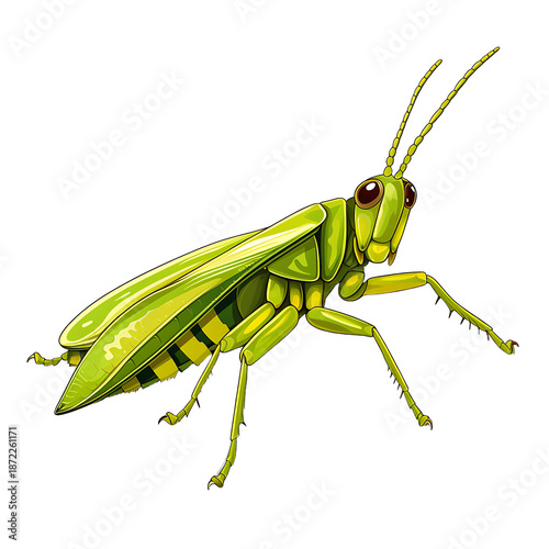 Detailed Grasshopper Vector on White Background