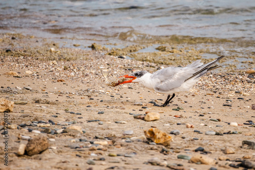 Tableau sur toile White cheeked tern standing on sandy shore with fish in beak, coastal seabird fe