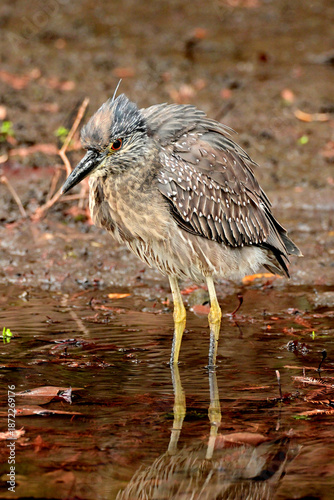 wading heron