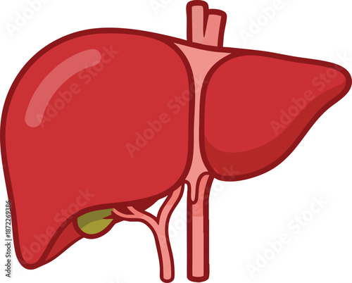 Scientific Vector of Liver and Gallbladder