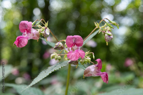 Konstfotografi Himalayan balsam pink flower close up with bokeh background