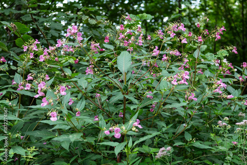 Принти на полотні Dense Himalayan balsam plants with pink flowers in woodland