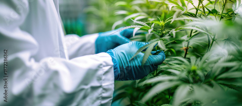 Botanical Study: A scientist, in protective gloves, meticulously examines lush green cannabis plants, showcasing the meticulous care and the study of nature's potential.