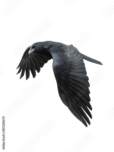 common crow isolated on transparent png