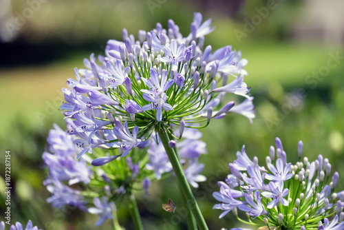 Bild auf Leinwand Blossom African lily (lat.- Agapanthus africanus)