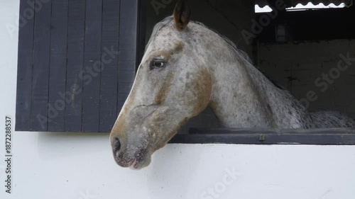 Close-up video of a dapple gray horse looking out from a stable window, calm expression, natural light, equine concept, rural and farm lifestyle.
