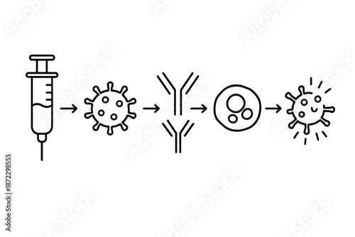 Diagram showing the process of vaccination and immune response against viruses in a simple and clear manner