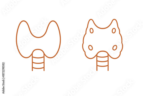 Sketch of human thyroid gland showing different shapes and structures in biology illustrations for educational purposes