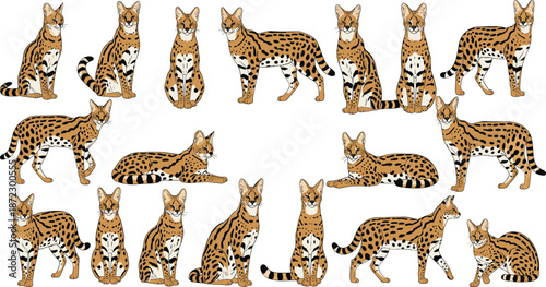 Serval wild cat illustration set with multiple standing sitting walking resting poses African wildlife animal vector collection