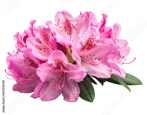 Close-up of a vibrant pink Rhododendron flower cluster, showing intricate petal details and foliage