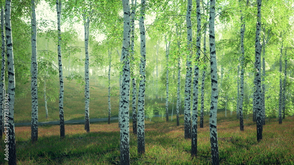 Obraz premium Morning light filters through vibrant green leaves in a peaceful forest filled with graceful birch trees. The tranquil atmosphere invites a sense of calm and connection with nature.