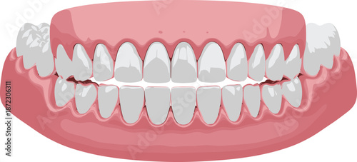 Human teeth and gums anatomy illustration showing upper and lower dentition isolated on white background dental vector artwork