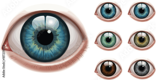 Realistic human eye illustration set with different iris colors isolated on white background detailed anatomy vector artwork