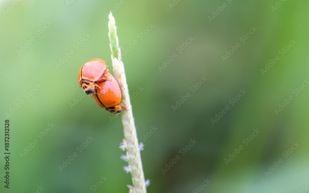 Obraz premium Macro shots ladybugs mating.,close-up of a small red ladybug