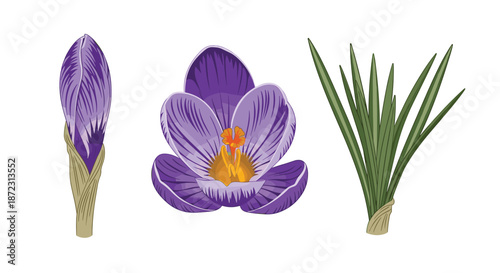 Detailed illustration of purple crocus flowers in various stages, including a bud, a full bloom, and a clump of green leaves.