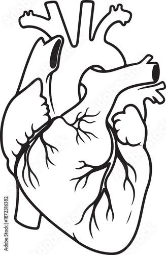 Detailed Black and White Anatomical Illustration of Human Heart Showing Atria, Ventricles, Aorta, Pulmonary Arteries, Veins, and Coronary Vessels – Medical Biology Educational Diagram Vector