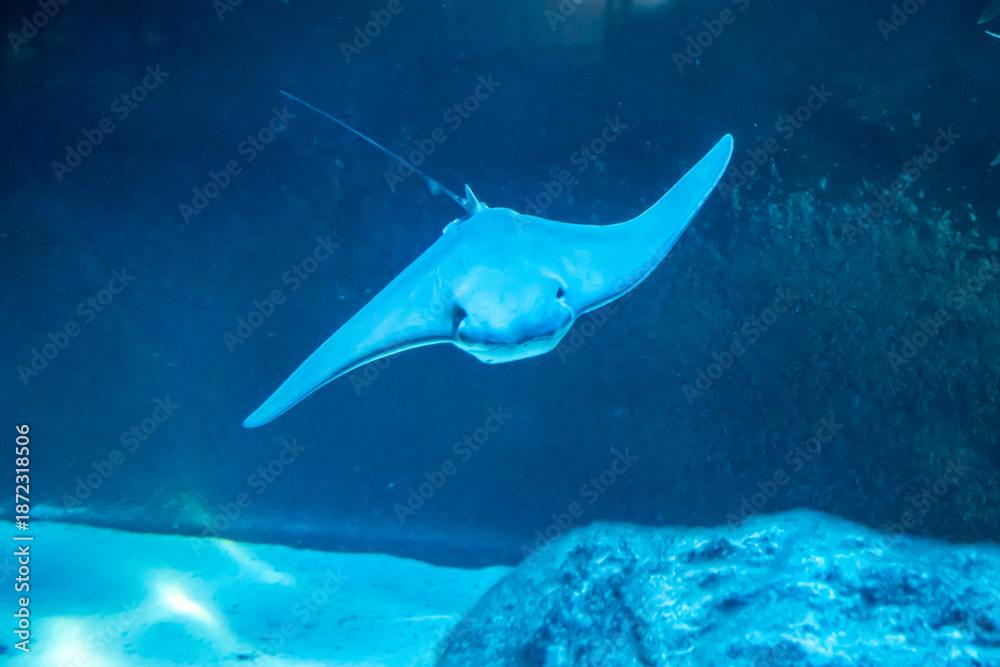 Fototapeta premium A stingray swimming toward the camera