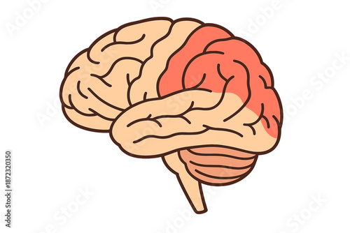 Diagram shows brain structure with areas highlighted to show function and regions in a clear way for educational purposes