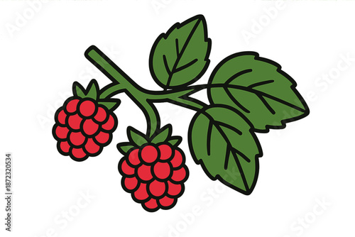 Raspberries growing on a branch in a simple design against a plain background