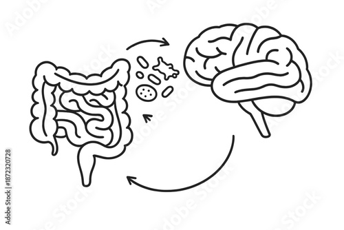 Connection between the brain and gut with arrows showing interaction and movement of bacteria in a simple line drawing
