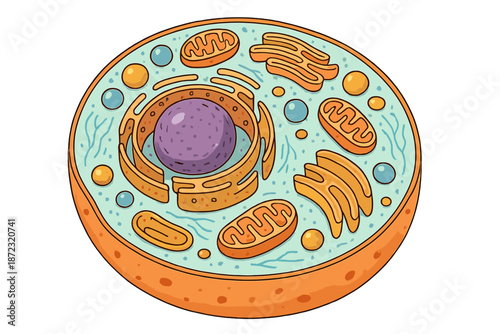 Illustration of a cell showing various organelles and structures in a detailed design for educational purposes