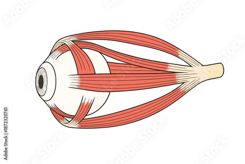 Diagram of eye muscles showing their attachment to the eyeball for understanding eye movement and anatomy
