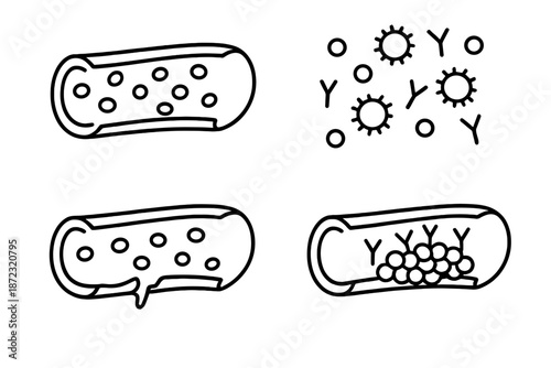 Different stages of a bacterial cell's response to its environment shown in four illustrations with various cellular changes