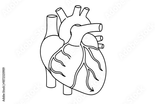 Human heart diagram showing major arteries and veins related to blood circulation in the body