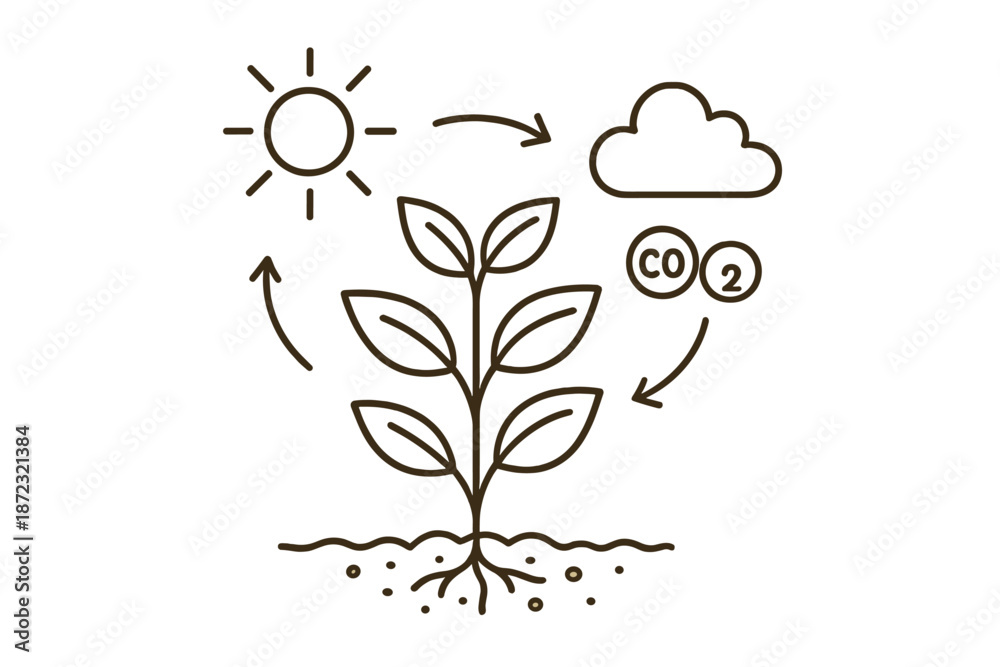 Obraz premium Detailed view of the process of photosynthesis showing a plant, sunlight, carbon dioxide, and oxygen in a simple diagrammatic form
