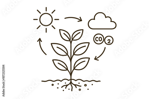 Detailed view of the process of photosynthesis showing a plant, sunlight, carbon dioxide, and oxygen in a simple diagrammatic form