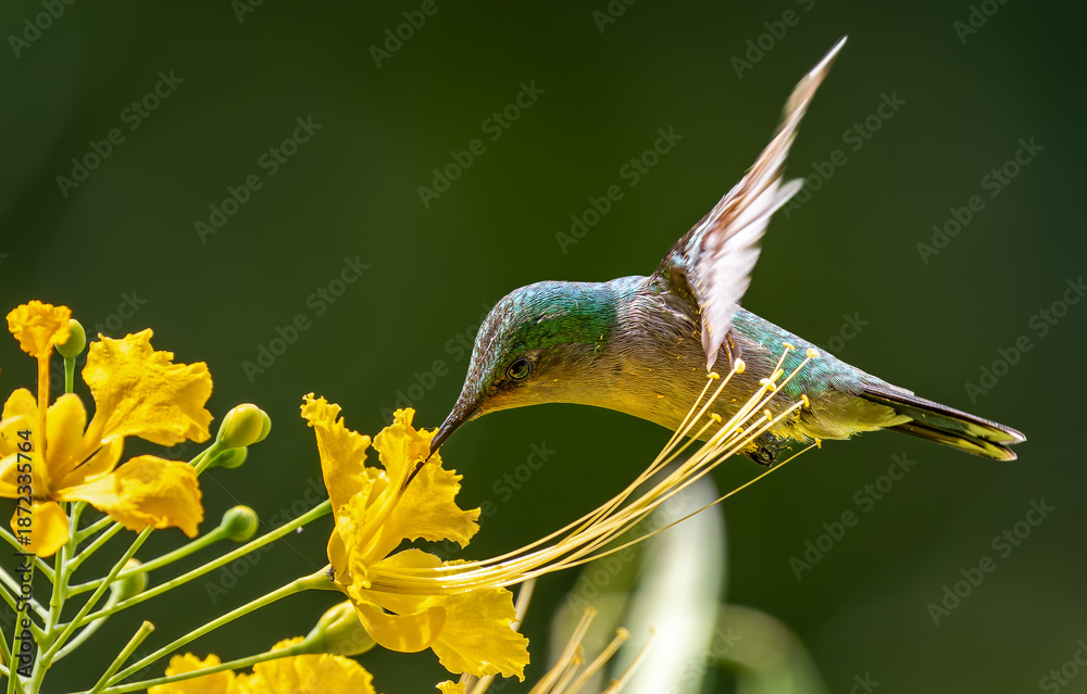 Fototapeta premium Portrait view of a flying female Antillean crested hummingbird (Orthorhyncus cristatus) at a flower - Botanical Garden of Deshaies (Caribbean island Guadeloupe)