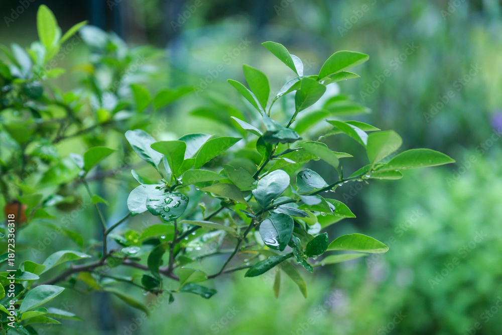 Obraz premium Rain drops on green plant, after rain