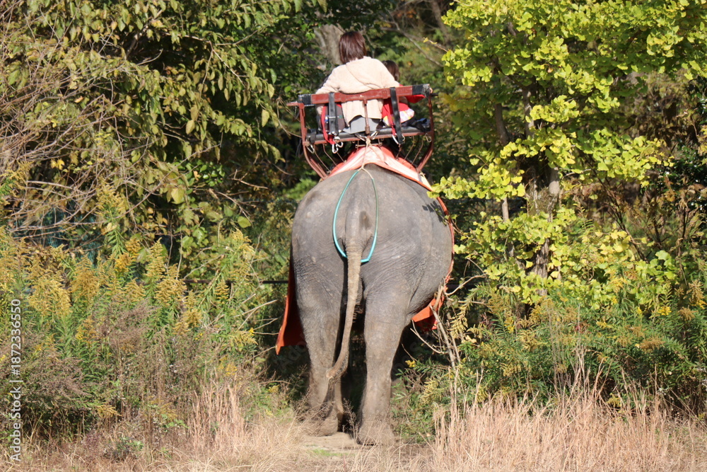 Fototapeta premium 那須ワールドモンキーパーク、那須、栃木県