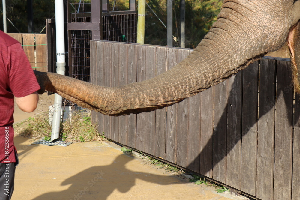 Fototapeta premium 那須ワールドモンキーパーク、那須、栃木県