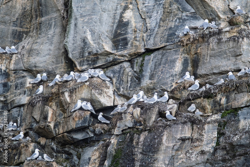 Arctic Black-legged Kittiwakes Colony Nesting on a Steep Rock Cliff in Greenland