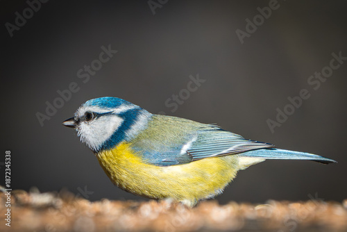 Blaumeise