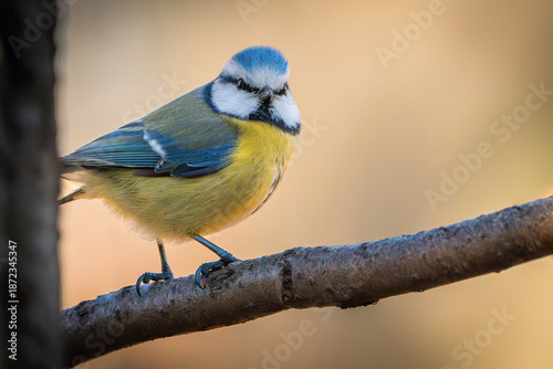 Blaumeise