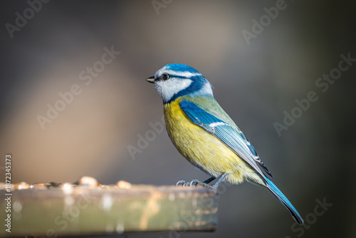 Blaumeise
