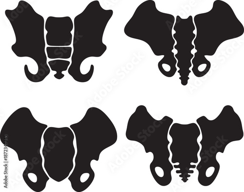 Detailed illustrations of human pelvis anatomy from various developmental stages