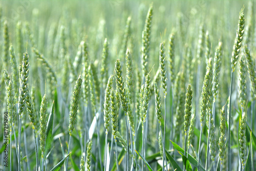 On a farm field close up of spikelets of young wheat