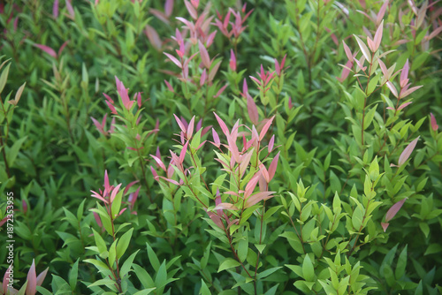 A plant in Thailand: merah,  daun pucuk merah (Syzygium myrtifolium), blurred background of plants